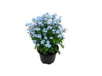 Kerti nefelejcs (Myosotis sylvatica)