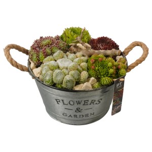 Varjúháj elrendezés cink vödörben, cserép átmérője 25 cm. Ültetett tál különféle Sempervivum fajokkal.