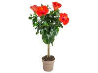 GROW by OBI hibiszkusz tő színválaszték kb. 100 cm Hibiscus sinensis