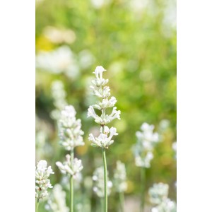 Közeli kép virágzó fehér levenduláról (Lavandula angustifolia) a kertben.