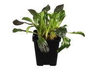 Indás ínfű, kék, cserépátmérő: kb. 13 cm, Ajuga Indás ínfű, kék, cserépátmérő: kb. 13 cm, Ajuga