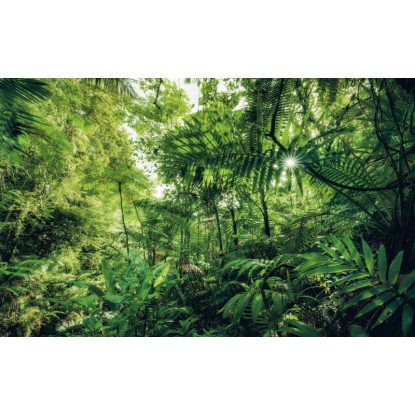 Komar vlies fotótapéta Into The Jungle 400 cm x 250 cm