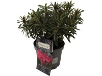 Rhododendron rózsaszín átmérő kb. 23 cm Rhododendron inkarho grazeasy Dark Pink