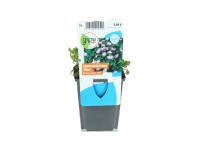 OBI kúszó szemölcsvirág kék cserépátmérő: kb. 9 cm Mazus reptans