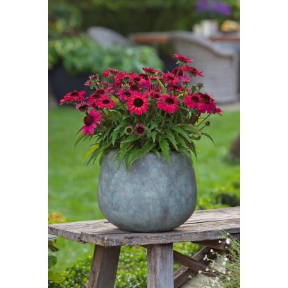 GROW by OBI bíbor kasvirág magasság kb. 28 cm Echinacea purpurea Sunmagic
