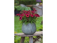GROW by OBI bíbor kasvirág magasság kb. 28 cm Echinacea purpurea Sunmagic