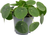 Pénzlevelű pilea mag. kb 20 - 25 cm cserép kb. 14 cm Pilea peperomioides