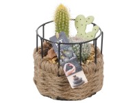 Kaktusz válogatás dekoratív edényben cserépátmérő kb. 12 cm