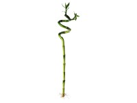 Lucky Bamboo fehérszélű sárkányfa spirális magasság 40 cm Dracaena sanderiana Lucky Bamboo fehérszélű sárkányfa spirális magasság 40 cm Dracaena sanderiana