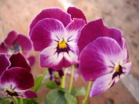 Viola - árvácska kisvirágú 9 cm Viola - árvácska kisvirágú 9 cm