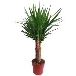 Yucca (Palmlilie) Tres Canas cserépben, kb. 110-125 cm magas, három törzzsel és zöld levelekkel.