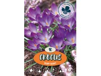 Ruby Giant botanikai krókusz