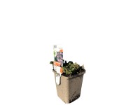 OBI kúszó fátyolvirág 