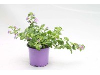 Bacopa lila 10,5 cm Bacopa lila 10,5 cm