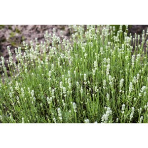 Csoportos Lavendel White (Lavandula angustifolia) ezüstös-zöld levelekkel és fehér virágokkal.