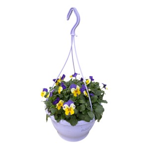 Függő árvácska sárga-lila virágokkal cserépben, kb. 25 cm magas. Ideális erkélyre és teraszra.