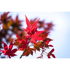 Közelkép: Az OBI Japán juhar 'Atropurpureum' élénkpiros levelei.