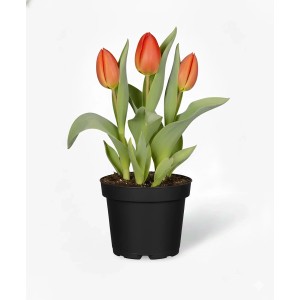 Tulipán mix cserépben (sárga, piros, rózsaszín), kb. 9 cm-es cserépátmérő. Tavaszi beültetés.