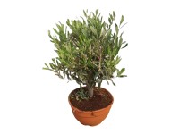 GROW by OBI bonsai olajfa magasság kb. 45 cm cserép Ø kb. 23 cm Olea europaea