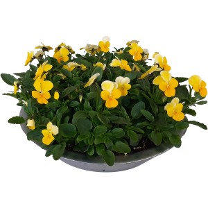 Tavaszi virágok Bellis perennis cinktálban, sárga árvácskák, kb. 15 cm magas, cserép átmérője kb. 29 cm.