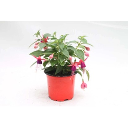 Fukszia piros-narancs 10,5 cm
