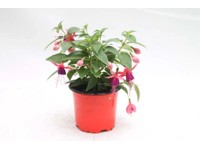 Fukszia piros-narancs 10,5 cm Fukszia piros-narancs 10,5 cm
