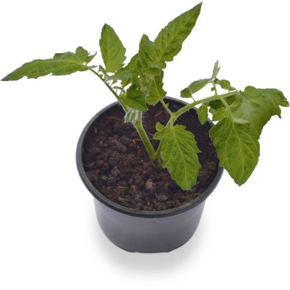 "Harzfeuer" paradicsom cserépátmérő kb. 9 cm Solanum