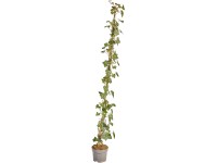 Nagylevelű ír borostyán készlet 100 db magasság 125-150 cm cserép kb. 1,5 l