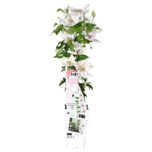 Waldrebe Corinne cserépben, kb. 65 cm magas, fehér-rózsaszín virágokkal. Clematis kúszónövény.