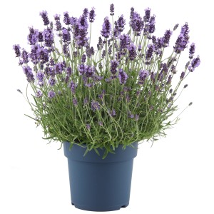 Virágzó Levendula Felice Premium Provence cserépben, lila virágok.
