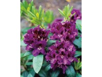 OBI Rasputin rododendron hybrid lila magasság kb. 20 cm - 30 cm cserép kb. 5 l OBI Rasputin rododendron hybrid lila magasság kb. 20 cm - 30 cm cserép kb. 5 l