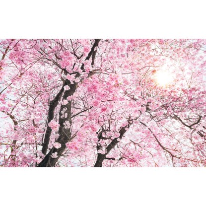 Komar nemszőtt fotótapéta Bloom 400 cm x 250 cm