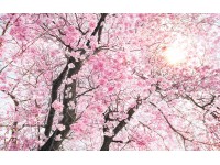Komar nemszőtt fotótapéta Bloom 400 cm x 250 cm
