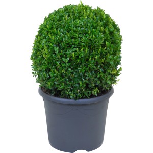 Gömb alakú buxus cserépben, kb. 25 cm magas, formázásra alkalmas.