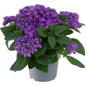 Grow by OBI vaníliavirág cserépben, kék virágok. Illatos növény cserepekbe és virágágyásokba.