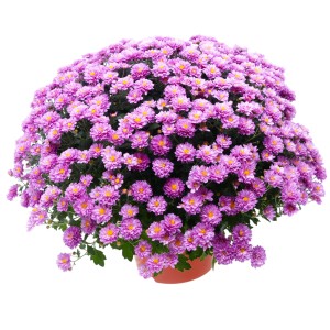 Virágzó lila krizantém (Chrysanthemum indicum) cserépben, kb. 25 cm Ø.