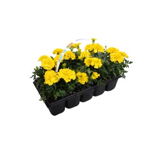 Tagetes 10 pack