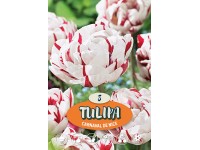 Tömött virágú késői tulipán 