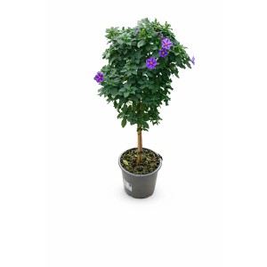 Kompakt GROW by OBI fa lila virágokkal cserépben.