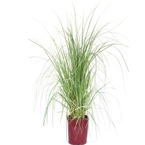 GROW by OBI Pampafű cserépben, kb. 40-50 cm magas, hosszú, zöld levelekkel.
