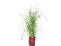 GROW by OBI pampafű magasság kb. 40 cm - 50 cm cserép kb. 11 l Cortaderia