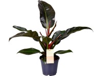 Filodendron 