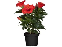 Kínai hibiszkusz (Hibiscus) cserépátmérő kb. 14 cm Kínai hibiszkusz (Hibiscus) cserépátmérő kb. 14 cm