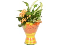 Vitorlavirág tömött korallvirág és borostyán kompozíció cserép kb. 15 cm