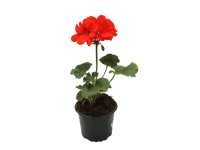 Muskátli álló piros 9 cm Muskátli álló piros 9 cm