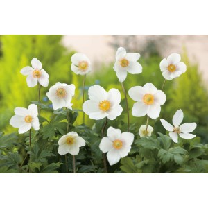 Fehér erdei szellőrózsa (Anemone sylvestris) cserépben, kb. 9 cm. Finom virágok, jó méhlegelő.