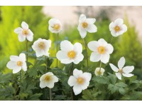 OBI erdei szellőrózsa fehér cserépátmérő: kb. 9 cm x 9 cm Anemone OBI erdei szellőrózsa fehér cserépátmérő: kb. 9 cm x 9 cm Anemone