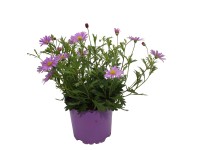 Brachicome lila 10,5 cm Brachicome lila 10,5 cm