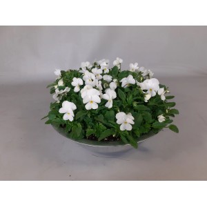 Szarvacskás árvácska cink edényben, fehér virágok, cserép átmérője kb. 29 cm. Virágzó dézsás növény erkélyre és teraszra.