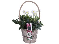 Fekete hunyor füles kosárban fehér átmérő 17 cm Helleborus x ericsmithii